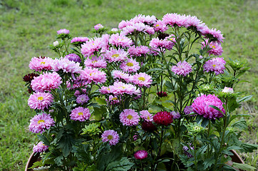 Image showing sunlit fine asters in the flowerbed 