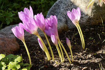 Image showing sunlit colchicum in the flowerbed
