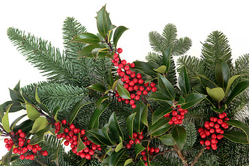 Image showing Holly and Fir  