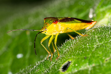 Image showing Elasmucha grisea