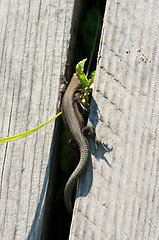 Image showing Lizard