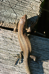 Image showing Lizard