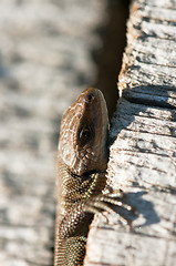 Image showing Lizard