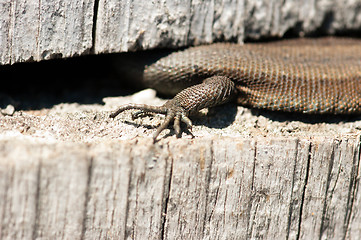 Image showing Lizard