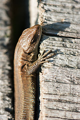 Image showing Lizard