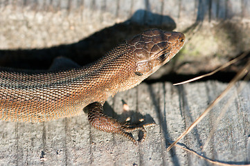 Image showing Lizard