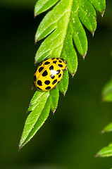 Image showing Ladybug