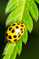 Image showing Ladybug