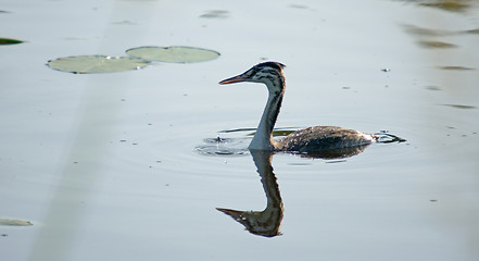 Image showing Podiceps cristatus