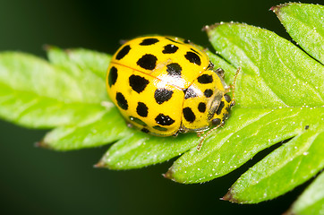 Image showing Ladybug