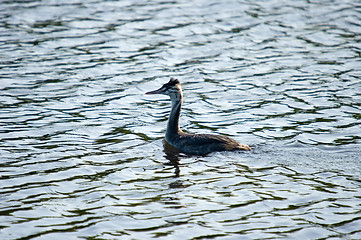 Image showing Podiceps cristatus