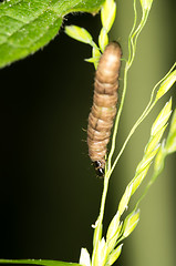 Image showing Caterpillar