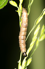 Image showing Larva