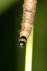 Image showing Caterpillar