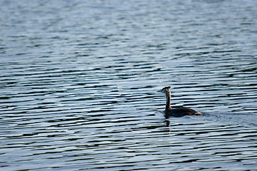 Image showing Podiceps cristatus