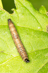 Image showing Caterpillar