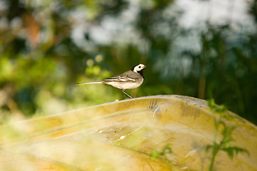 Image showing Motacilla alba