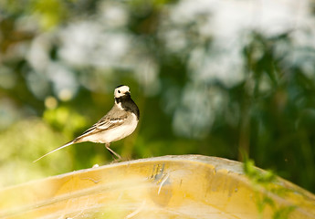 Image showing Motacilla alba