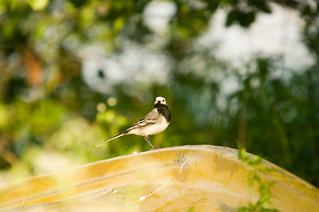 Image showing Motacilla alba