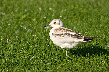 Image showing Gull