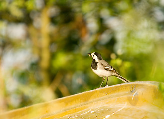 Image showing Motacilla alba