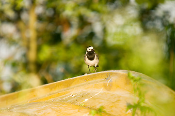 Image showing Motacilla alba