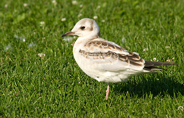 Image showing Gull