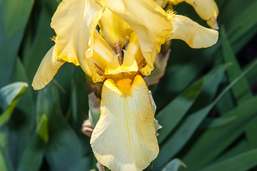 Image showing Iris blooming in spring