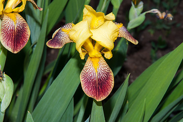 Image showing Iris blooming in spring