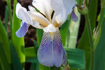 Image showing Iris blooming in spring
