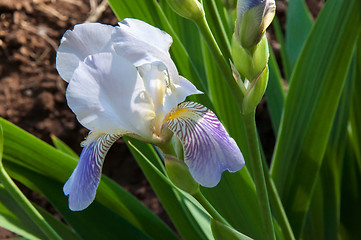 Image showing Iris blooming in spring