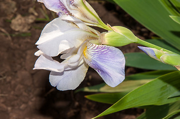 Image showing Iris blooming in spring