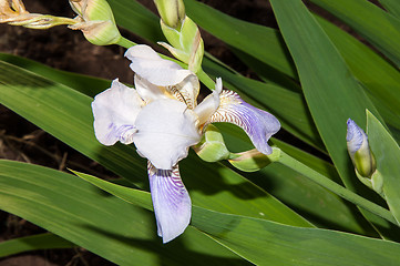 Image showing Iris blooming in spring