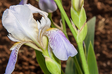 Image showing Iris blooming in spring