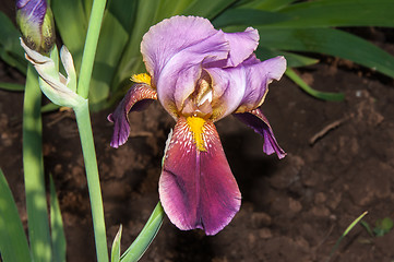 Image showing Iris blooming in spring