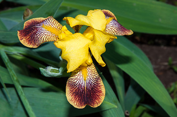 Image showing Iris blooming in spring