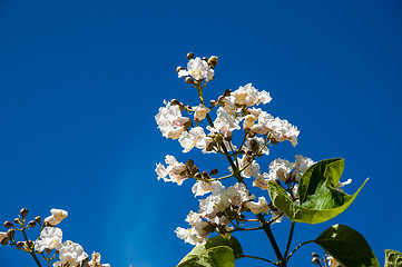 Image showing Flower Catalpa