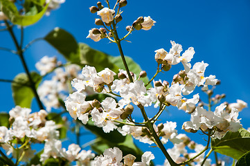 Image showing Flower Catalpa