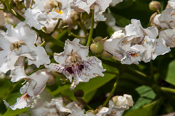 Image showing Flower Catalpa