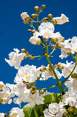 Image showing Flower Catalpa