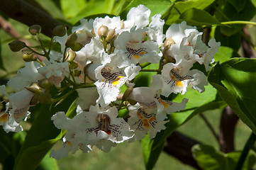 Image showing Flower Catalpa