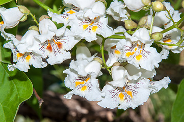 Image showing Flower Catalpa