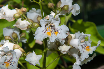 Image showing Flower Catalpa