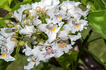 Image showing Flower Catalpa