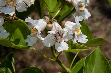 Image showing Flower Catalpa
