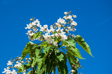 Image showing Flower Catalpa