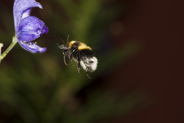 Image showing bumble bee in air