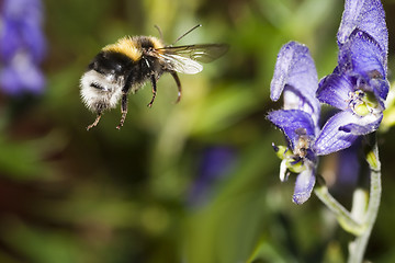 Image showing flying bumble bee