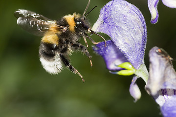 Image showing flying