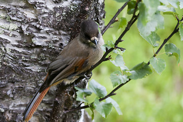 Image showing siberian jay